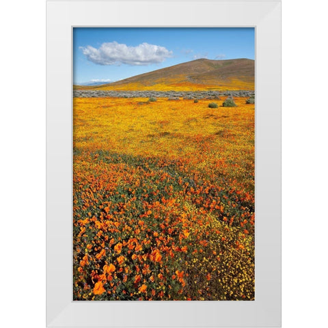 California Fields of California Poppy-Goldfields with clouds-Antelope Valley White Modern Wood Framed Art Print by Zimmerman, Judith