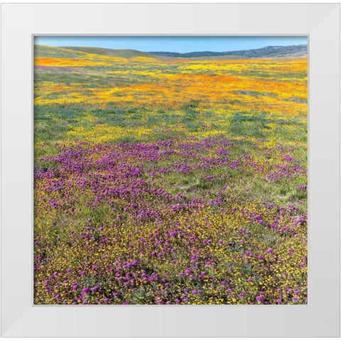 California Fields of California Poppy-Goldfields-Owls Clover-Antelope Valley White Modern Wood Framed Art Print by Zimmerman, Judith