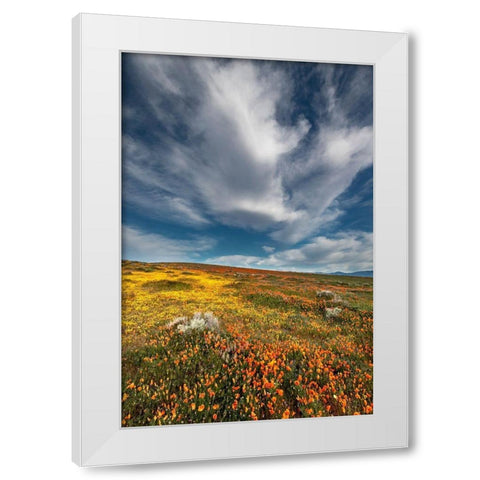 California Fields of California Poppy-Goldfields with clouds-Antelope Valley White Modern Wood Framed Art Print by Zimmerman, Judith