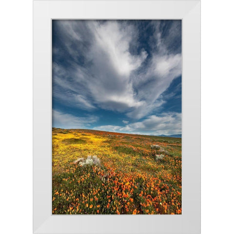 California Fields of California Poppy-Goldfields with clouds-Antelope Valley White Modern Wood Framed Art Print by Zimmerman, Judith