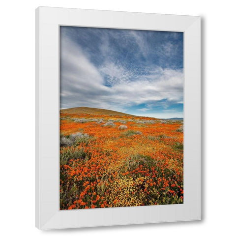 California Fields of California Poppy-Goldfields with clouds-Antelope Valley White Modern Wood Framed Art Print by Zimmerman, Judith