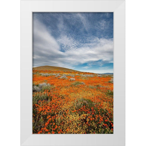California Fields of California Poppy-Goldfields with clouds-Antelope Valley White Modern Wood Framed Art Print by Zimmerman, Judith