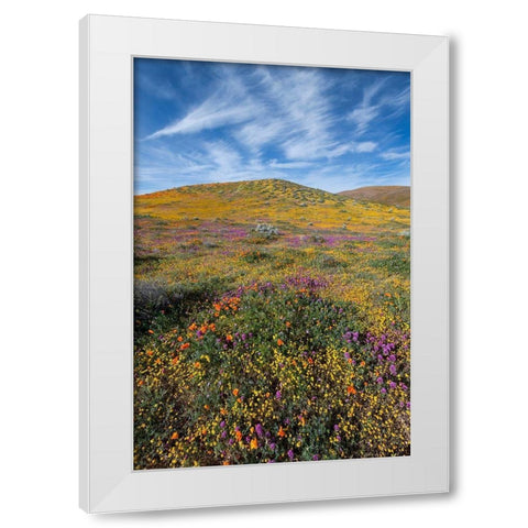 California Fields of California Poppy-Goldfields-Owls Clover with clouds-Antelope Valley White Modern Wood Framed Art Print by Zimmerman, Judith