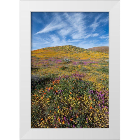 California Fields of California Poppy-Goldfields-Owls Clover with clouds-Antelope Valley White Modern Wood Framed Art Print by Zimmerman, Judith