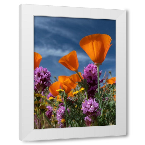 California California Poppy-Goldfields-Owls Clover against the sky-Antelope Valley White Modern Wood Framed Art Print by Zimmerman, Judith