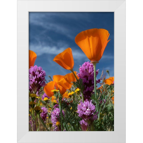 California California Poppy-Goldfields-Owls Clover against the sky-Antelope Valley White Modern Wood Framed Art Print by Zimmerman, Judith