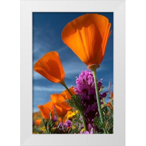 California California Poppy-Goldfields-and Owls Clover-Antelope Valley California Poppy Reserve White Modern Wood Framed Art Print by Zimmerman, Judith