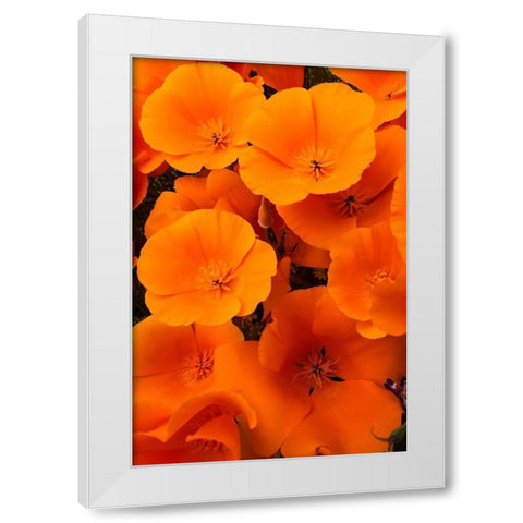 California California Poppy detail-Antelope Valley White Modern Wood Framed Art Print by Zimmerman, Judith