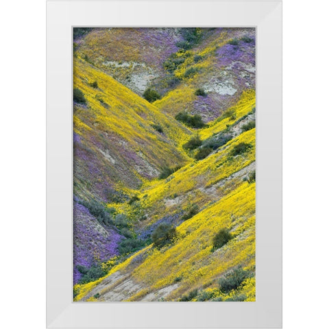 California Common Hillside Daisy and phacelia-Carrizo Plain National Monument White Modern Wood Framed Art Print by Zimmerman, Judith