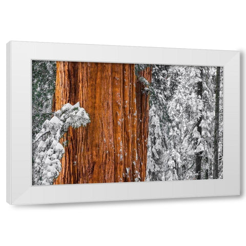 Giant Sequoia in the Congress Grove in winter-Giant Forest-Sequoia National Park-California-USA White Modern Wood Framed Art Print by Bishop, Russ
