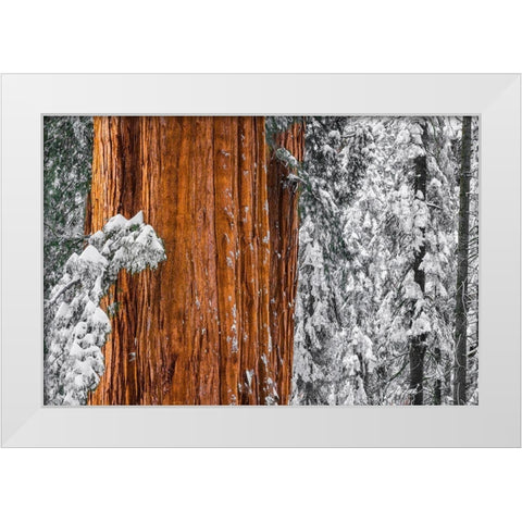 Giant Sequoia in the Congress Grove in winter-Giant Forest-Sequoia National Park-California-USA White Modern Wood Framed Art Print by Bishop, Russ