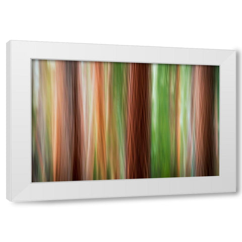 Forest abstract-Yosemite National Park-California-USA White Modern Wood Framed Art Print by Bishop, Russ