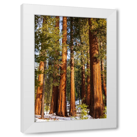 Giant Sequoia in the Mariposa Grove-Yosemite National Park-California-USA White Modern Wood Framed Art Print by Bishop, Russ