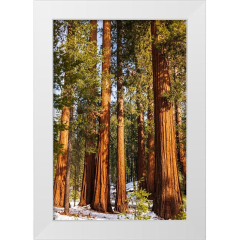 Giant Sequoia in the Mariposa Grove-Yosemite National Park-California-USA White Modern Wood Framed Art Print by Bishop, Russ