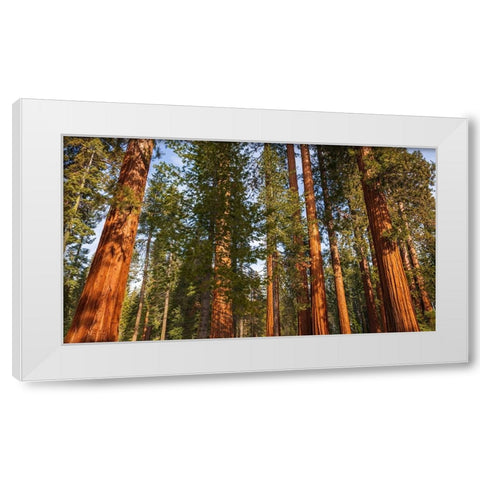 Giant Sequoia in the Mariposa Grove-Yosemite National Park-California-USA White Modern Wood Framed Art Print by Bishop, Russ