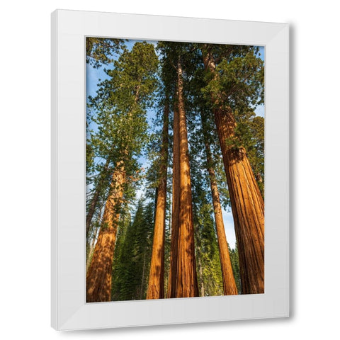 Giant Sequoia in the Mariposa Grove-Yosemite National Park-California-USA White Modern Wood Framed Art Print by Bishop, Russ
