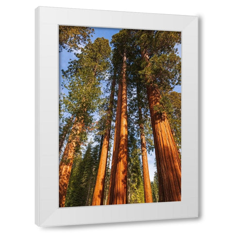 Giant Sequoia in the Mariposa Grove-Yosemite National Park-California-USA White Modern Wood Framed Art Print by Bishop, Russ