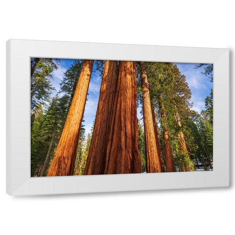 Giant Sequoia in the Mariposa Grove-Yosemite National Park-California-USA White Modern Wood Framed Art Print by Bishop, Russ