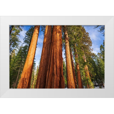 Giant Sequoia in the Mariposa Grove-Yosemite National Park-California-USA White Modern Wood Framed Art Print by Bishop, Russ