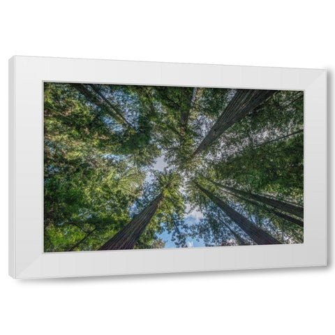California-Humboldt Redwoods State Park-Bernard Willet and Mary Willet Grove-Coast Redwood Trees White Modern Wood Framed Art Print by Tilley, Rob