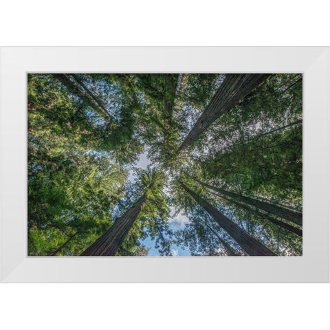 California-Humboldt Redwoods State Park-Bernard Willet and Mary Willet Grove-Coast Redwood Trees White Modern Wood Framed Art Print by Tilley, Rob