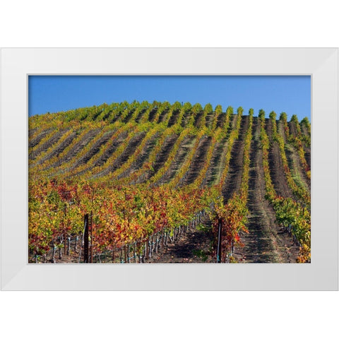California-Sonoma wine country with rows of grapes during Autumn White Modern Wood Framed Art Print by Gulin, Sylvia