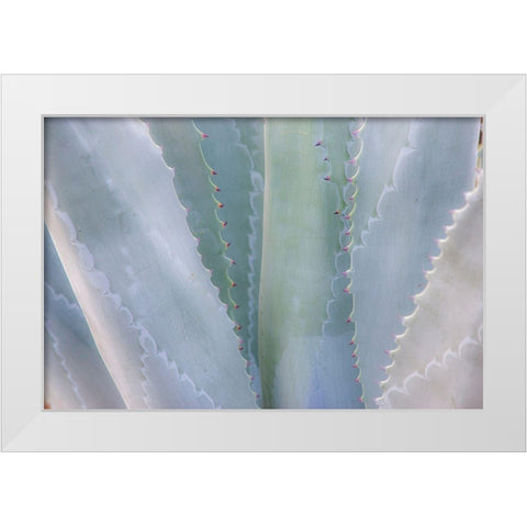 California-San Francisco-Golden Gate Park and the Conservatory of Flowers with grey toned cactus White Modern Wood Framed Art Print by Gulin, Sylvia