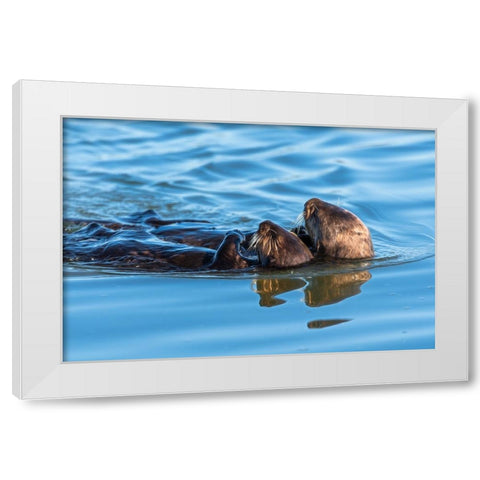 A juvenile and mother sea otter float together serenely in Moss Landing Harbor-California White Modern Wood Framed Art Print by Haddad, Sheila