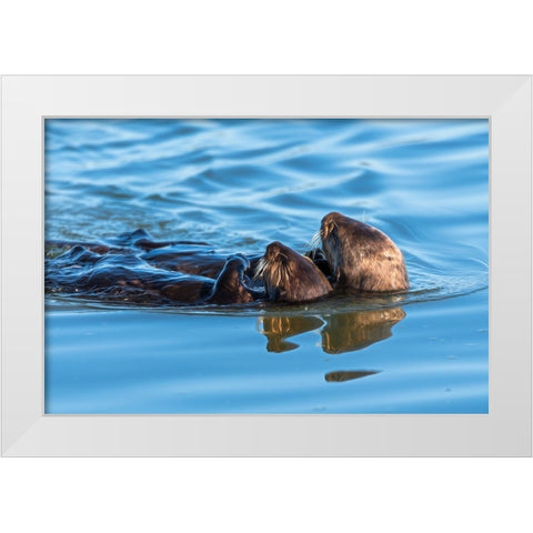 A juvenile and mother sea otter float together serenely in Moss Landing Harbor-California White Modern Wood Framed Art Print by Haddad, Sheila