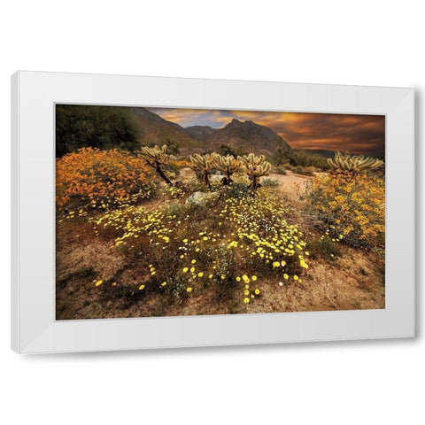 Desert wildflower bloom at Anza Borrego Park in California White Modern Wood Framed Art Print by SMO