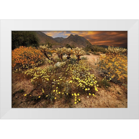 Desert wildflower bloom at Anza Borrego Park in California White Modern Wood Framed Art Print by SMO
