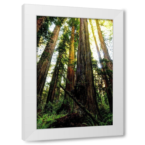 The tallest trees in the world in Redwood National Park in California White Modern Wood Framed Art Print by SMO