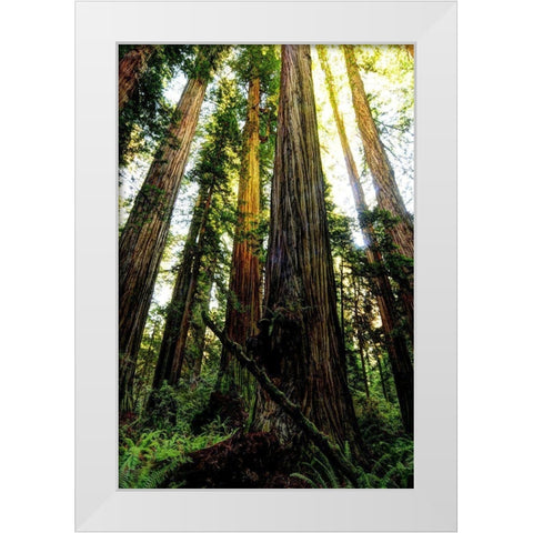 The tallest trees in the world in Redwood National Park in California White Modern Wood Framed Art Print by SMO