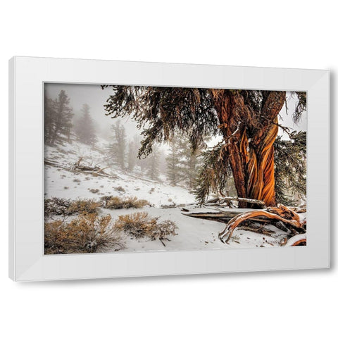 Winter snow on the white mountain bristlecones in northern California White Modern Wood Framed Art Print by SMO