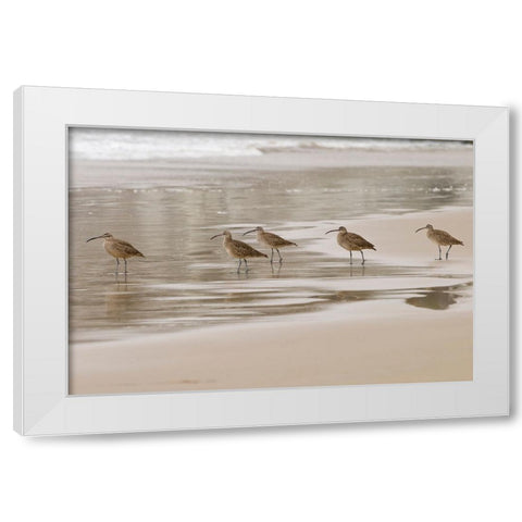 USA CA Pismo Beach Whimbrels White Modern Wood Framed Art Print by Drury, Trish