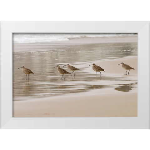 USA CA Pismo Beach Whimbrels White Modern Wood Framed Art Print by Drury, Trish