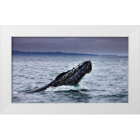 Humpback Whale breaching Monterey Bay-California-USA White Modern Wood Framed Art Print by Norring, Tom