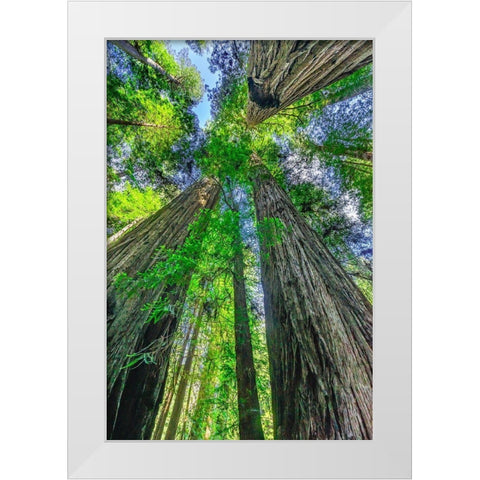 Green towering tree-Redwoods National Park-Newton B Drury Drive-Crescent City-California  White Modern Wood Framed Art Print by Perry, William