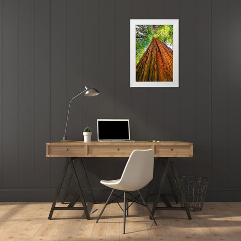 Green towering tree-Redwoods National Park-Newton B Drury Drive-Crescent City-California  White Modern Wood Framed Art Print by Perry, William