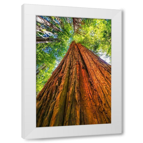 Green towering tree-Redwoods National Park-Newton B Drury Drive-Crescent City-California  White Modern Wood Framed Art Print by Perry, William