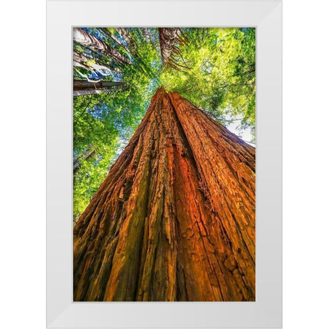 Green towering tree-Redwoods National Park-Newton B Drury Drive-Crescent City-California  White Modern Wood Framed Art Print by Perry, William