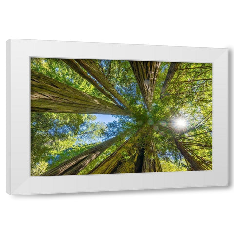 Sun shining through towering tree-Redwoods National Park-Newton B Drury Drive-Crescent City White Modern Wood Framed Art Print by Perry, William
