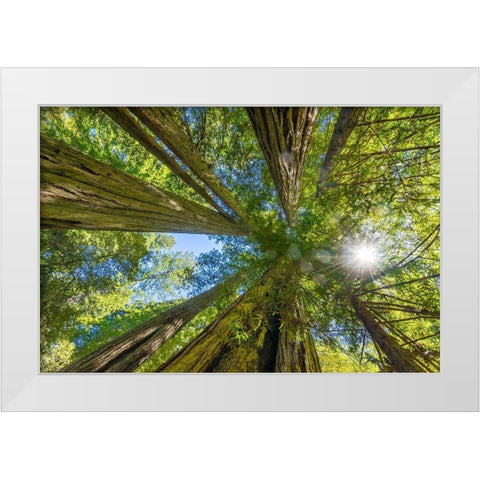 Sun shining through towering tree-Redwoods National Park-Newton B Drury Drive-Crescent City White Modern Wood Framed Art Print by Perry, William