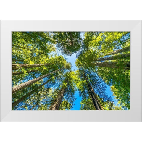Green towering tree-Redwoods National Park-Newton B Drury Drive-Crescent City-California White Modern Wood Framed Art Print by Perry, William