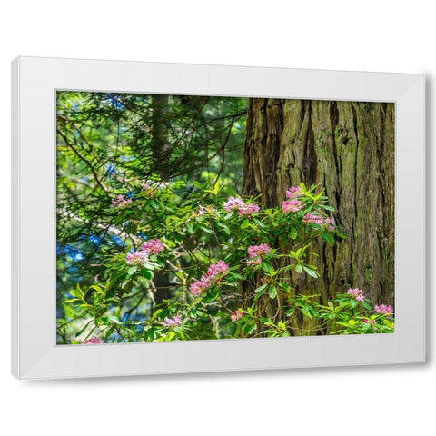 Green towering trees-pink rhododendron-Lady Bird Johnson Grove-Redwoods National Park-California White Modern Wood Framed Art Print by Perry, William