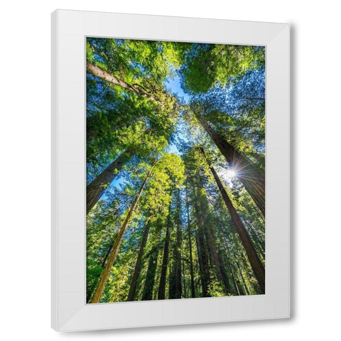 Sun shining through towering tree-Redwoods National Park-Newton B Drury Drive-Crescent City White Modern Wood Framed Art Print by Perry, William