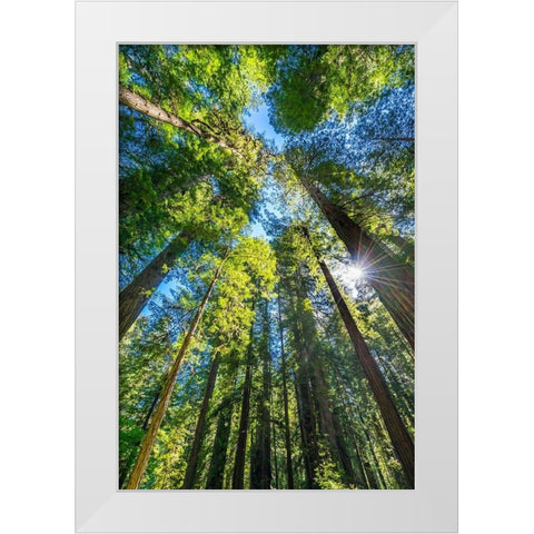 Sun shining through towering tree-Redwoods National Park-Newton B Drury Drive-Crescent City White Modern Wood Framed Art Print by Perry, William