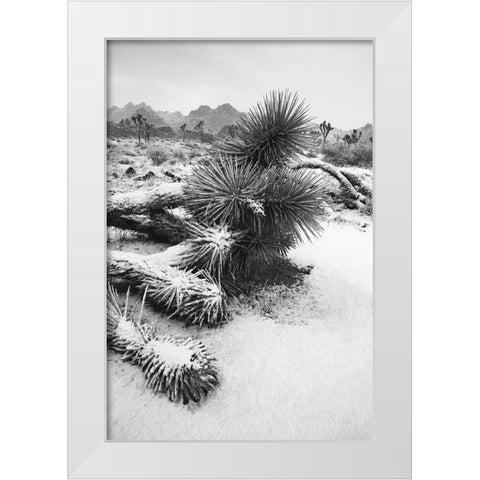 Winter storm-Joshua Tree National Park-California White Modern Wood Framed Art Print by Muench, Zandria