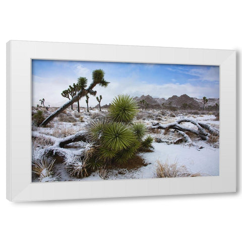 Winter storm-Joshua Tree National Park-California White Modern Wood Framed Art Print by Muench, Zandria
