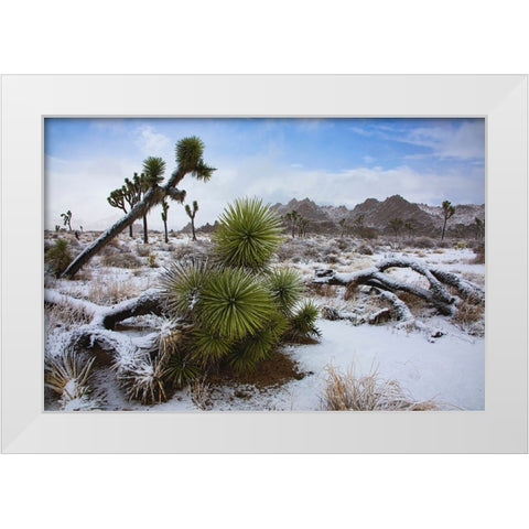 Winter storm-Joshua Tree National Park-California White Modern Wood Framed Art Print by Muench, Zandria